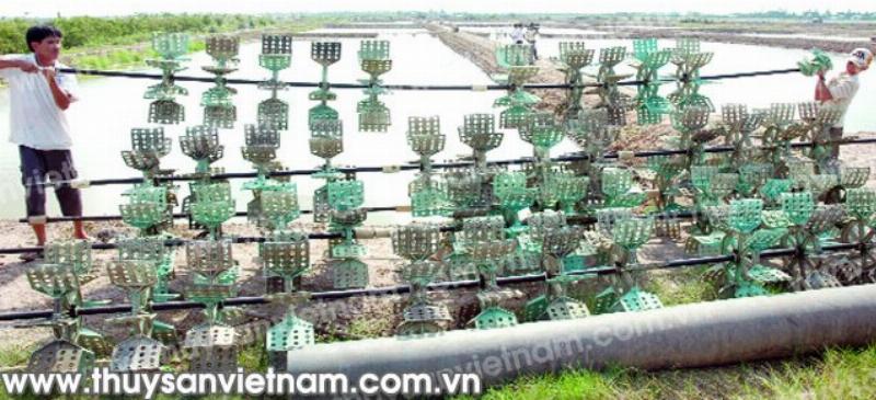 Một người nông dân đang rải vôi bột trắng lên bề mặt đất ruộng khô, minh họa biện pháp bón vôi cải tạo đất chua phèn ở đồng bằng.